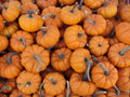 Pumpkin Seed - Baby Pumpkin Mixture - Fresh Seed - Cucurbita pepo - Heirloom Variety
