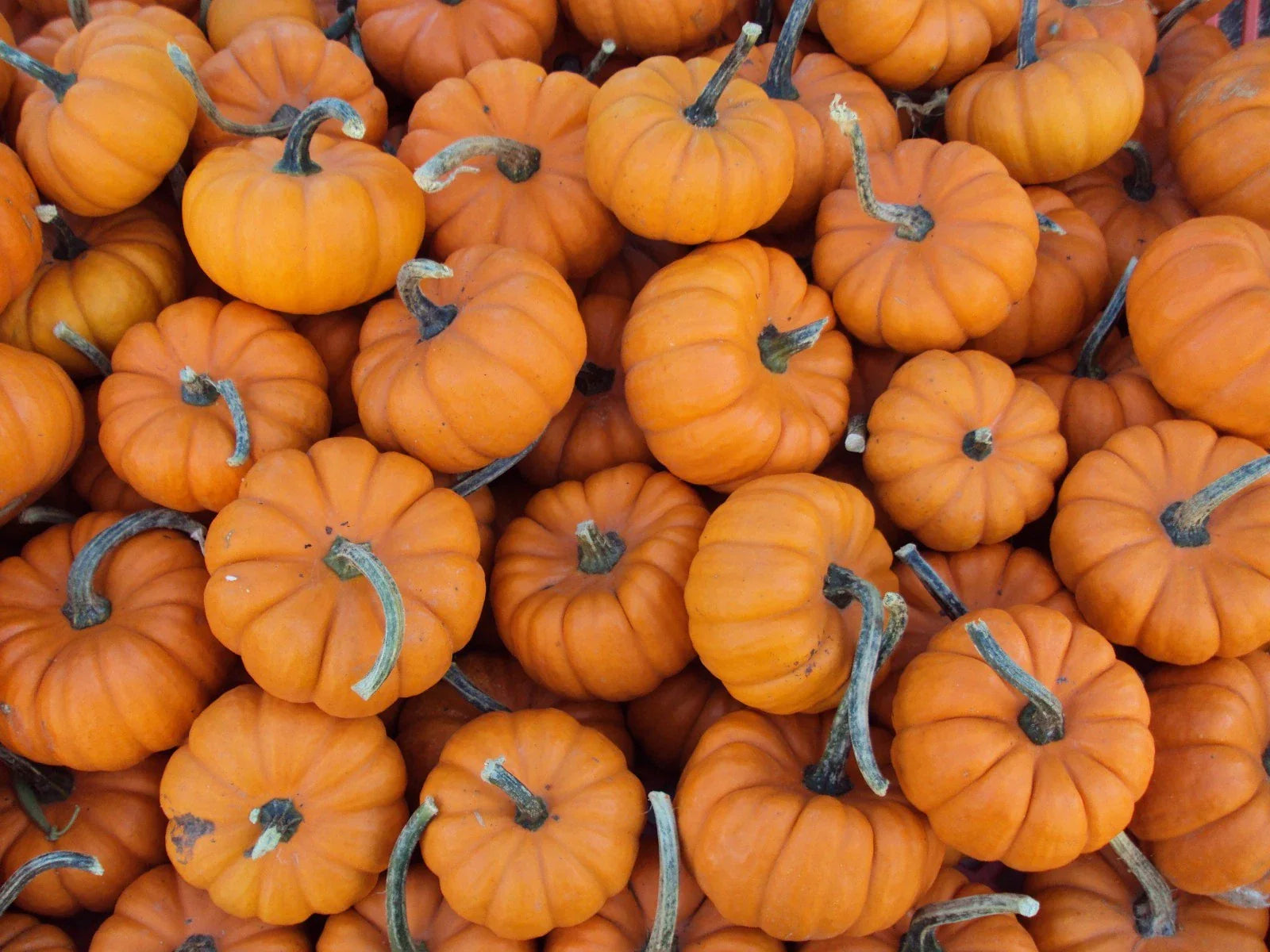 Pumpkin Seed - Baby Pumpkin Mixture - Fresh Seed - Cucurbita pepo - Heirloom Variety