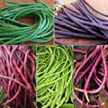 Yard Long Bean Seeds - 5 Color Mix - Multi Variety Asian Vegetable Seed - Vigna unguiculata subsp. sesquipedalis