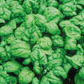 Spinach Seeds 100+ Heirloom Bloomsdale Dark Green Vegetable Garden Seeds (Spinacia oleracea)