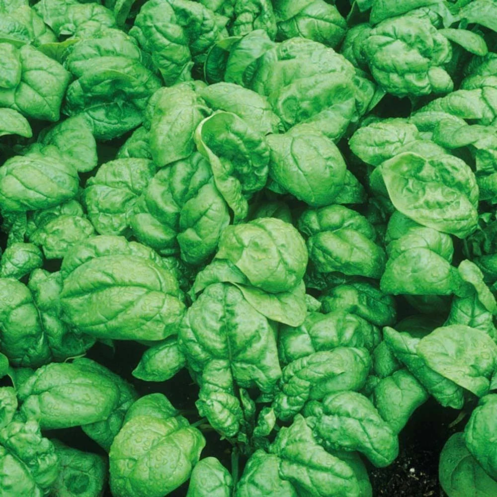 Spinach Seeds 100+ Heirloom Bloomsdale Dark Green Vegetable Garden Seeds (Spinacia oleracea)