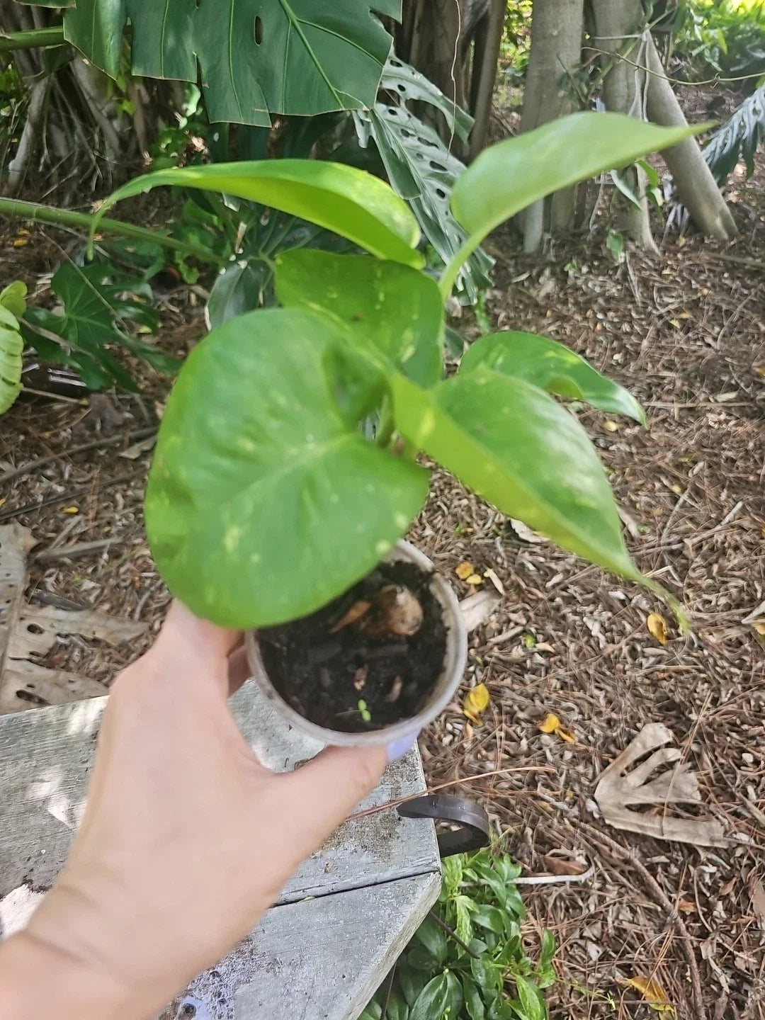 Giant Variegated Golden Pothos Plant 3" Pot, Climbing Hawaiian Style, Not Monstera, Epipremnum aureum