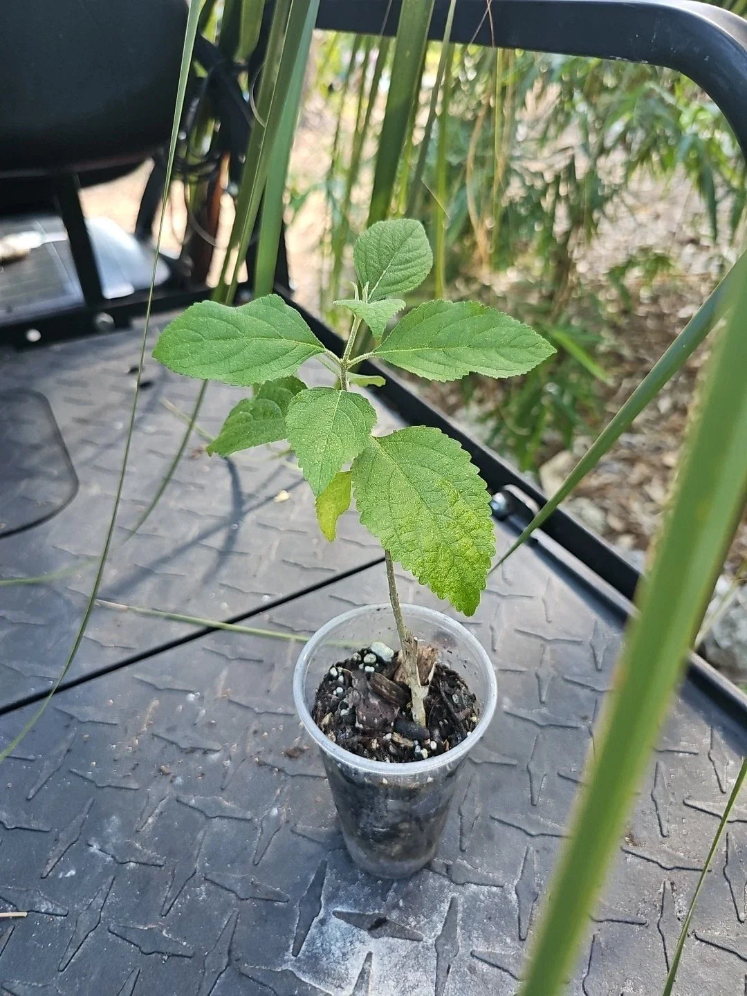 Purple American Beauty Berry Bush, 3" Pot, Callicarpa, Live Plant, French Mulberry