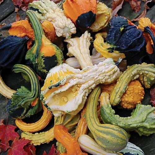 Gourd Seeds - American Wings Small Gourd Seeds - Fresh Heirloom Seeds - Cucurbita pepo