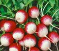 Radish Seeds 200+ Sparkler Quick Harvest Vegetable Raphanus sativus