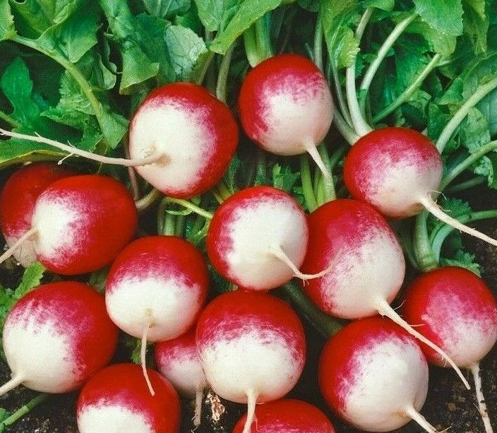 Radish Seeds 200+ Sparkler Quick Harvest Vegetable Raphanus sativus