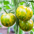 Green Zebra Tomato Seeds, 30 Count, Non-GMO, Heirloom Variety, Solanum lycopersicum