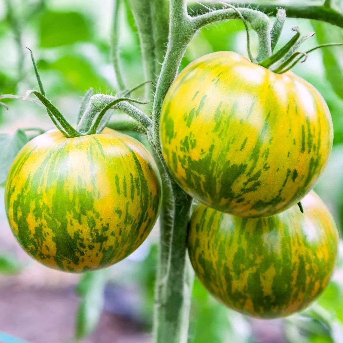 Green Zebra Tomato Seeds, 30 Count, Non-GMO, Heirloom Variety, Solanum lycopersicum