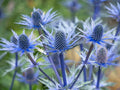 Blue Thistle Seeds - 25 Pack - Rare Swiss Alps Thistle (Eryngium alpinum)