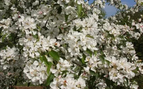 Donald Wyman Crabapple Seeds - 25+ Pack for Garden Planting - Malus 'Donald Wyman' - USA Grown, Free Shipping