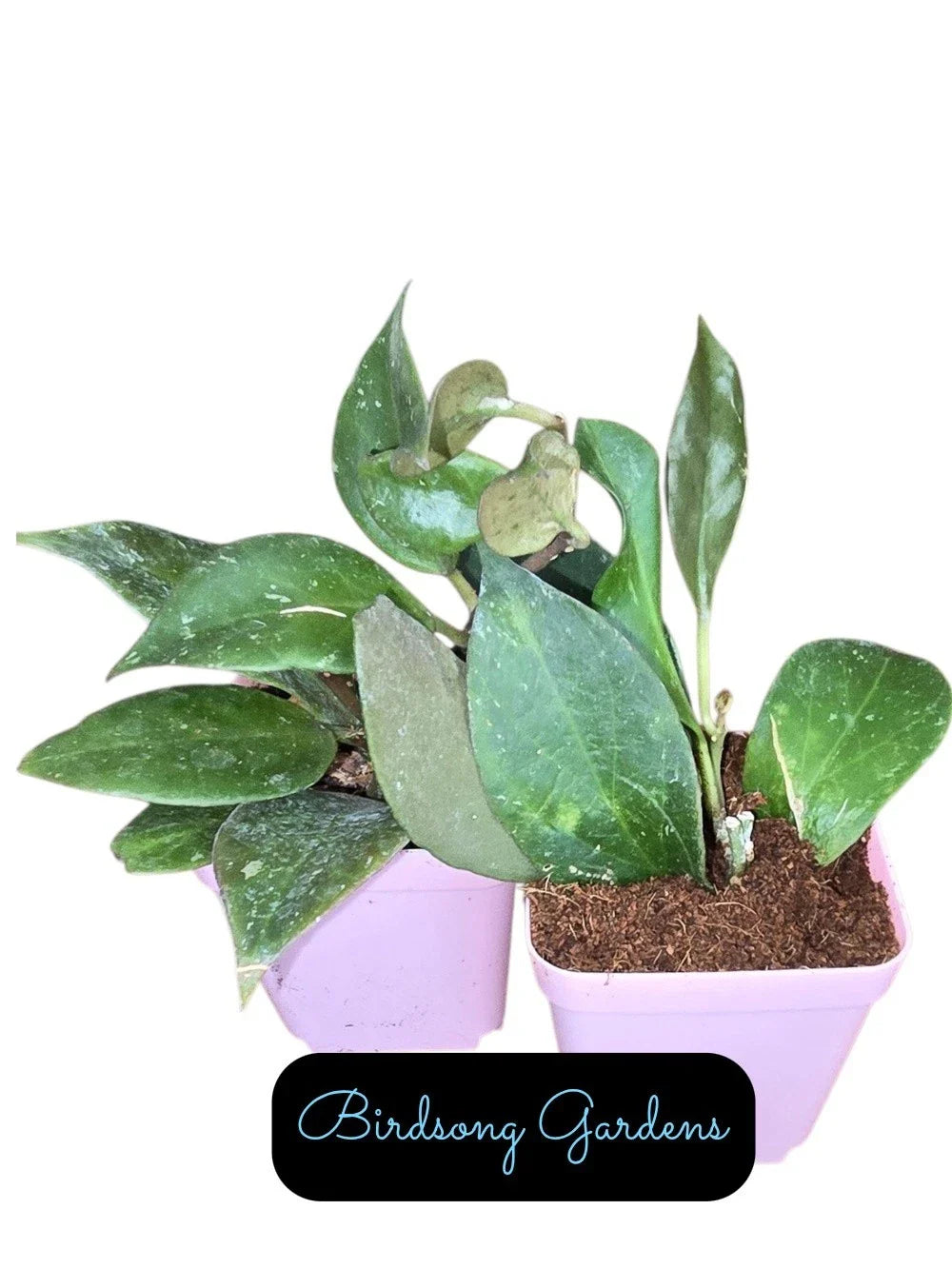 Hoya Sunrise Starter Plant in 3" Pot | Rooted Hoya Plants | Hoya Pubicalyx Variegated