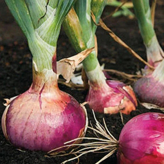 Red Burgundy Onion Seeds - 200+ Count - Sweet Short Day Onions - Allium cepa - Ideal for 2025 Planting