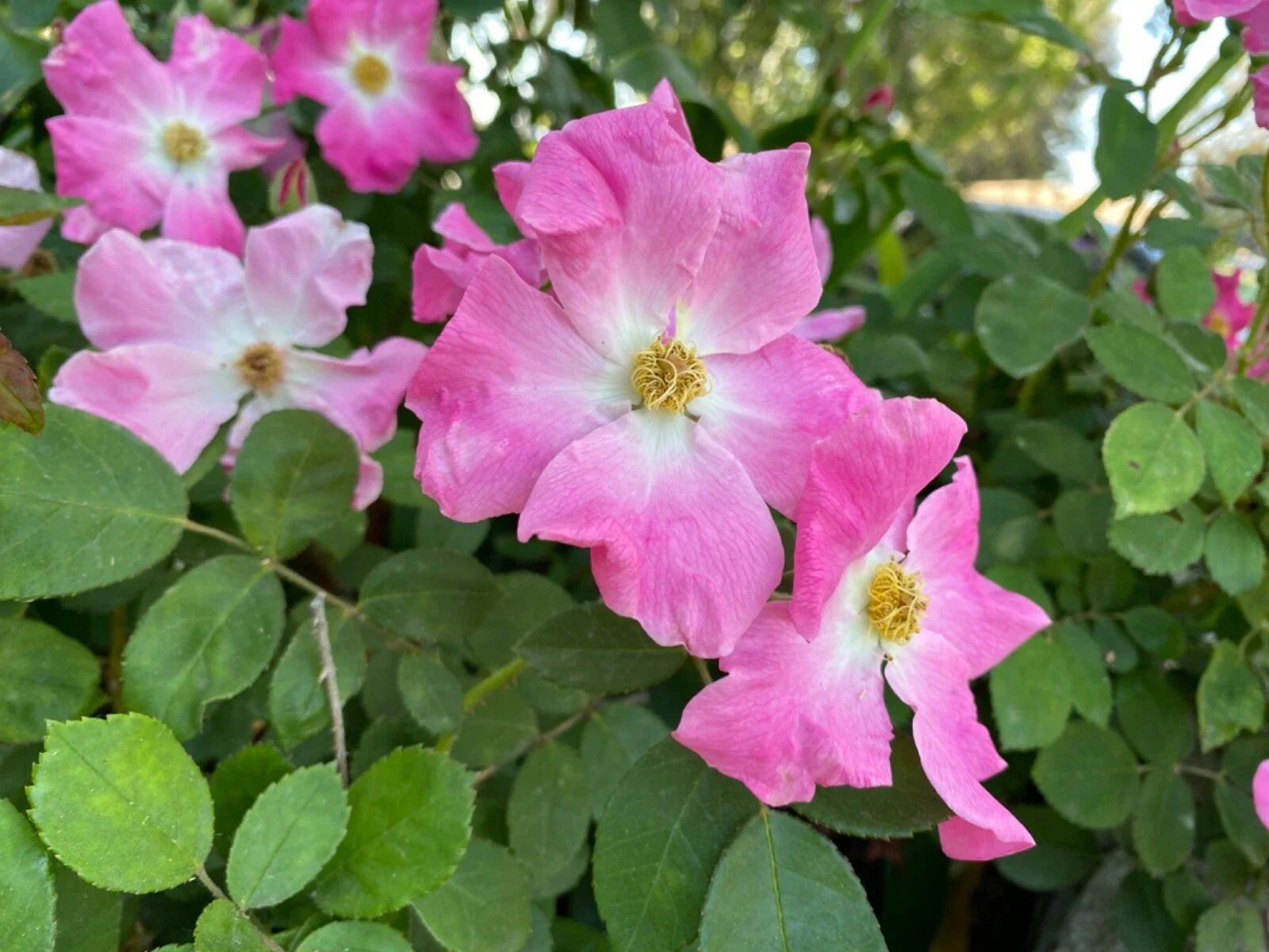 Floribunda Rose Cuttings 3-Pack Brilliant Pink Iceberg Rosa 'Brilliant Pink Iceberg' Long QUICK FREE SHIP