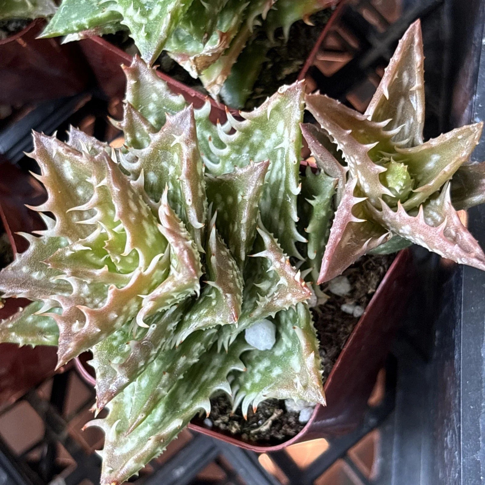 Aloe Plant 2" Pot Crosby's Prolific Hybrid Rare Succulent Aloe cv. 'Crosby's Prolific' Well Rooted