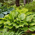 Hosta Plant 5.25" Pot Lone Star Perennial Shade Plant Proven Winners (Hosta 'Lone Star')