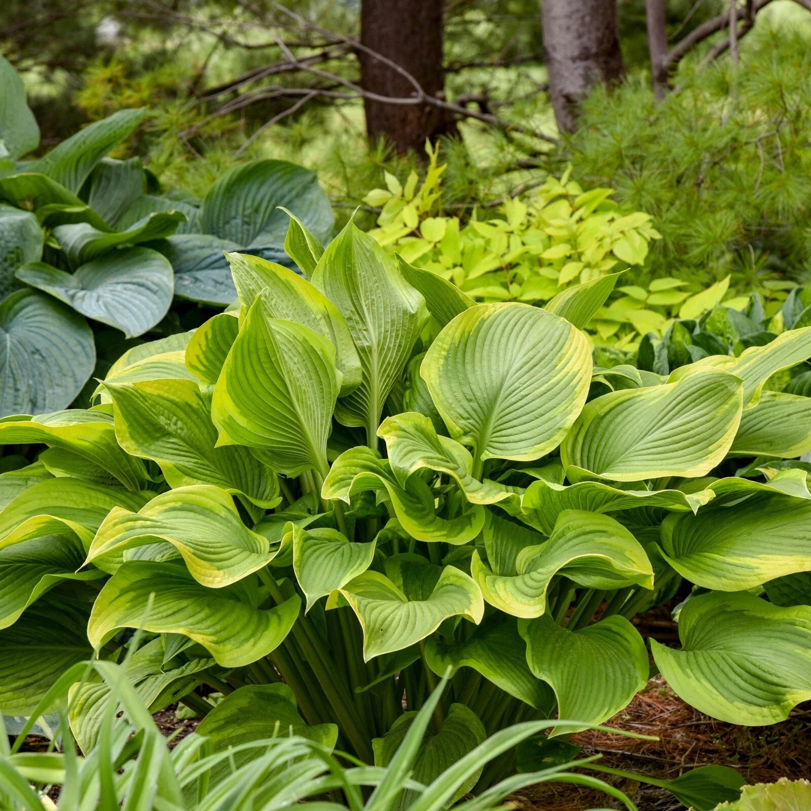 Hosta Plant 5.25" Pot Lone Star Perennial Shade Plant Proven Winners (Hosta 'Lone Star')