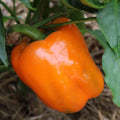 Orange Sun Sweet Bell Pepper Seeds - 30+ Heirloom NON-GMO - Fresh Seed Pack