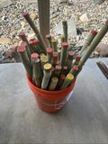 Tropical Sugarcane Planting Set 3pk - Fresh 2025 Variety - Ideal for Gardens (Saccharum spontaneum)