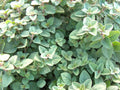 Organic Greek Oregano Herb Seeds - Perennial Variety for Gardening & Containers - 301+ Seeds (Origanum vulgare subsp. hirtum)