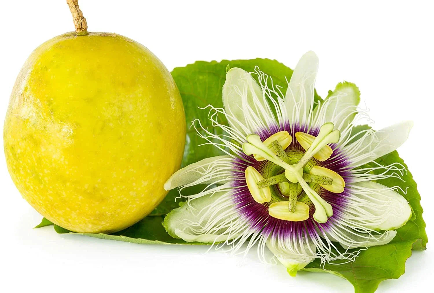Passion Flower Seeds - 100 Count - Vines for Planting - Great for Bonsai - Passiflora spp.