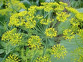 Dill Seeds, 100 Pack, Culinary Herb, Anethum Graveolens, Flower Essence Plant