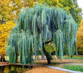 Weeping Willow Tree Cuttings - Fast Growing - Beautiful Arching Branches - Salix babylonica