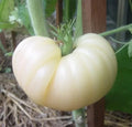 Great White Beefsteak Tomato Seeds - 30+ Heirloom Organic Non-GMO - Rare Variety