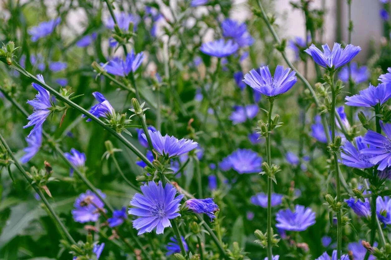 Chicory Seeds 1/4 LB Italian Dandelion NON-GMO Deer Plot Coffee Weed Cichorium intybus