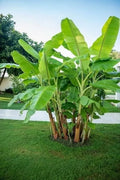 Darjeeling Banana Tree Seeds (5 Seeds) - Musa sikkimensis - Tropical Fruit Seeds for Planting, Hardy Banana Plant