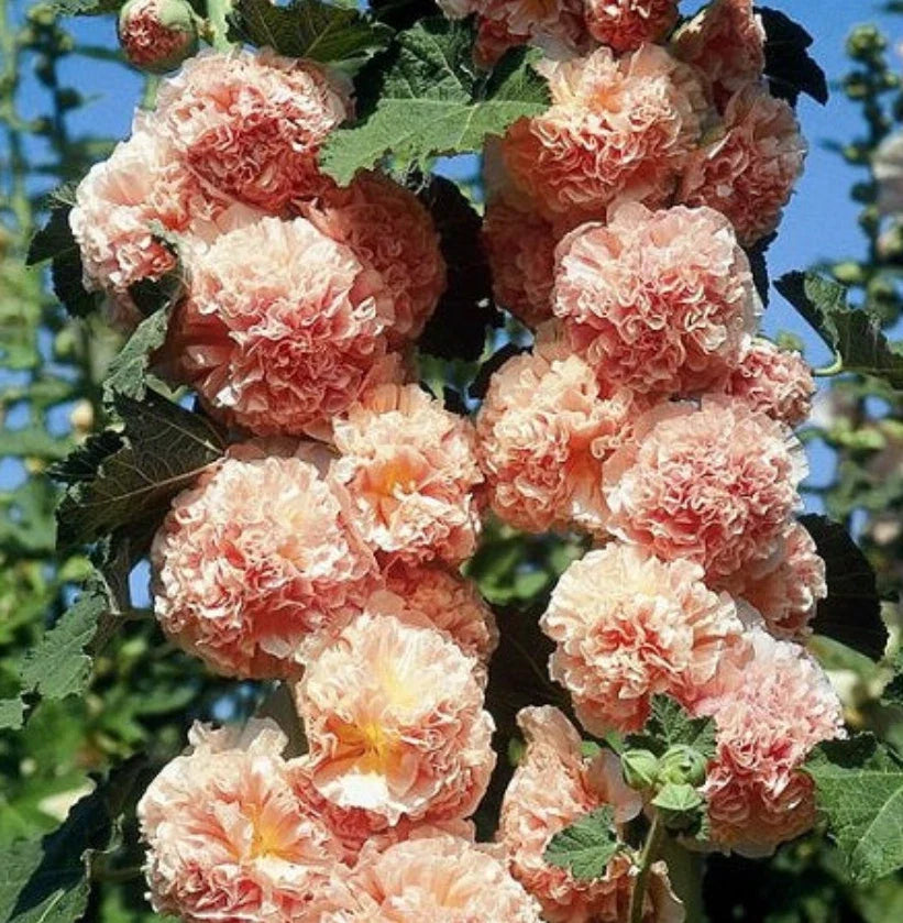 Hollyhock Seeds - Chater's Double Salmon Peony Flowered Blooms - Biennial Non-GMO, 25 Seeds