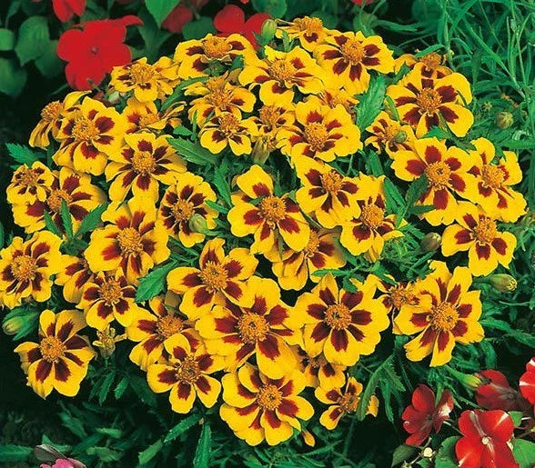 Naughty Marietta Dwarf French Marigold Flower Seeds - 300+ Seeds for Garden, Patio, Container - Tagetes patula