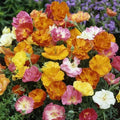 Poppy Flower Seeds 50 Count Ballerina Mix Papaver rhoeas