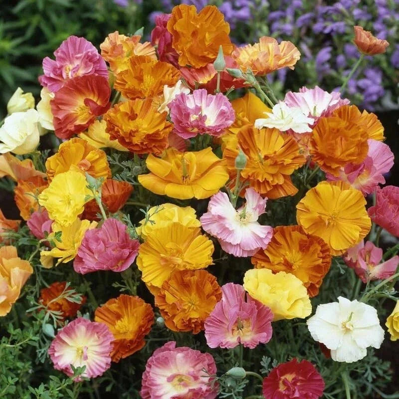 Poppy Flower Seeds 50 Count Ballerina Mix Papaver rhoeas
