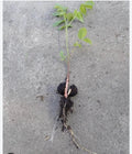 Natural Black Walnut Seedling Bare Root Juglans Nigra *Rescue* Under 10" Live Tree