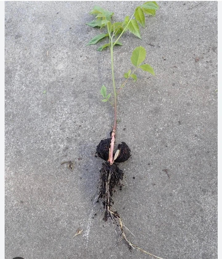 Natural Black Walnut Seedling Bare Root Juglans Nigra *Rescue* Under 10" Live Tree