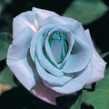 Blue Rose Seeds - 10 Perennial Flowering Shrub Seeds - Ideal for Garden Planting - Rosa spp.