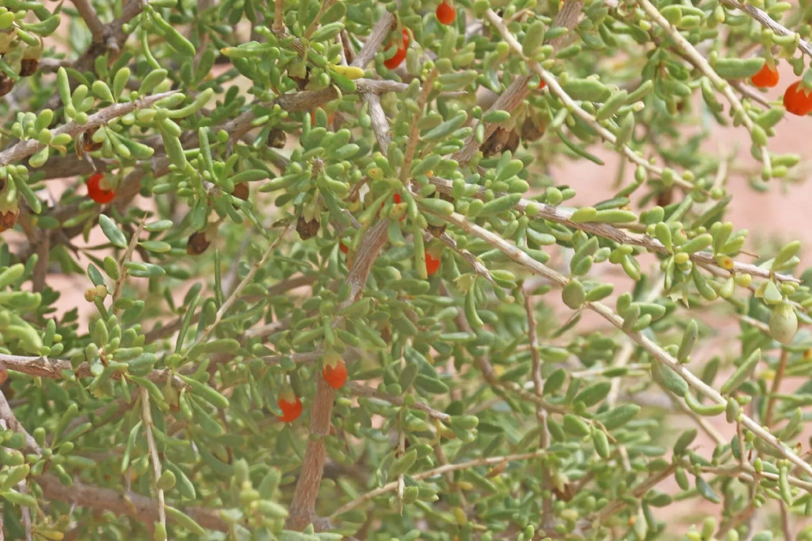 Desert Tomato Seeds 50+ Pack Lycium andersonii Non-GMO Organic Heirloom Free Shipping