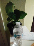 Philodendron Monstera - 6" Pot - Tropical Houseplant, Green Foliage, Indoor Plant