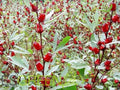 Jamaican Sorrel Seeds 10 Pack, Florida Cranberry, Indian Roselle, Hibiscus sabdariffa
