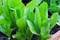 Heirloom Lettuce Seeds Collection - 6 Top Varieties for Home Garden - Non-GMO Lettuce Seed Mix