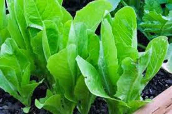 Heirloom Lettuce Seeds Collection - 6 Top Varieties for Home Garden - Non-GMO Lettuce Seed Mix