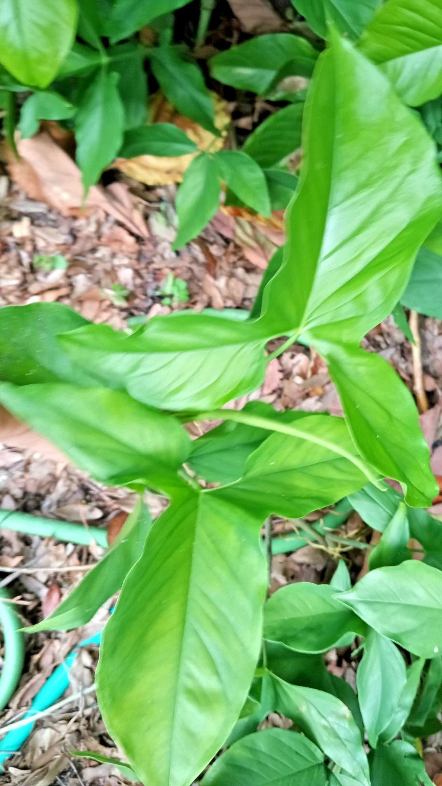 Rooted Live Arrowhead Plant – Syngonium Podophyllum – Easy-Care Air Purifying Houseplant, Bare Root Starter