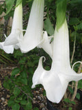 Angel’s Trumpet Cutting – Fresh Unrooted Brugmansia Cutting, Fragrant Trumpet Flower Plant for Garden & Tropical Growers
