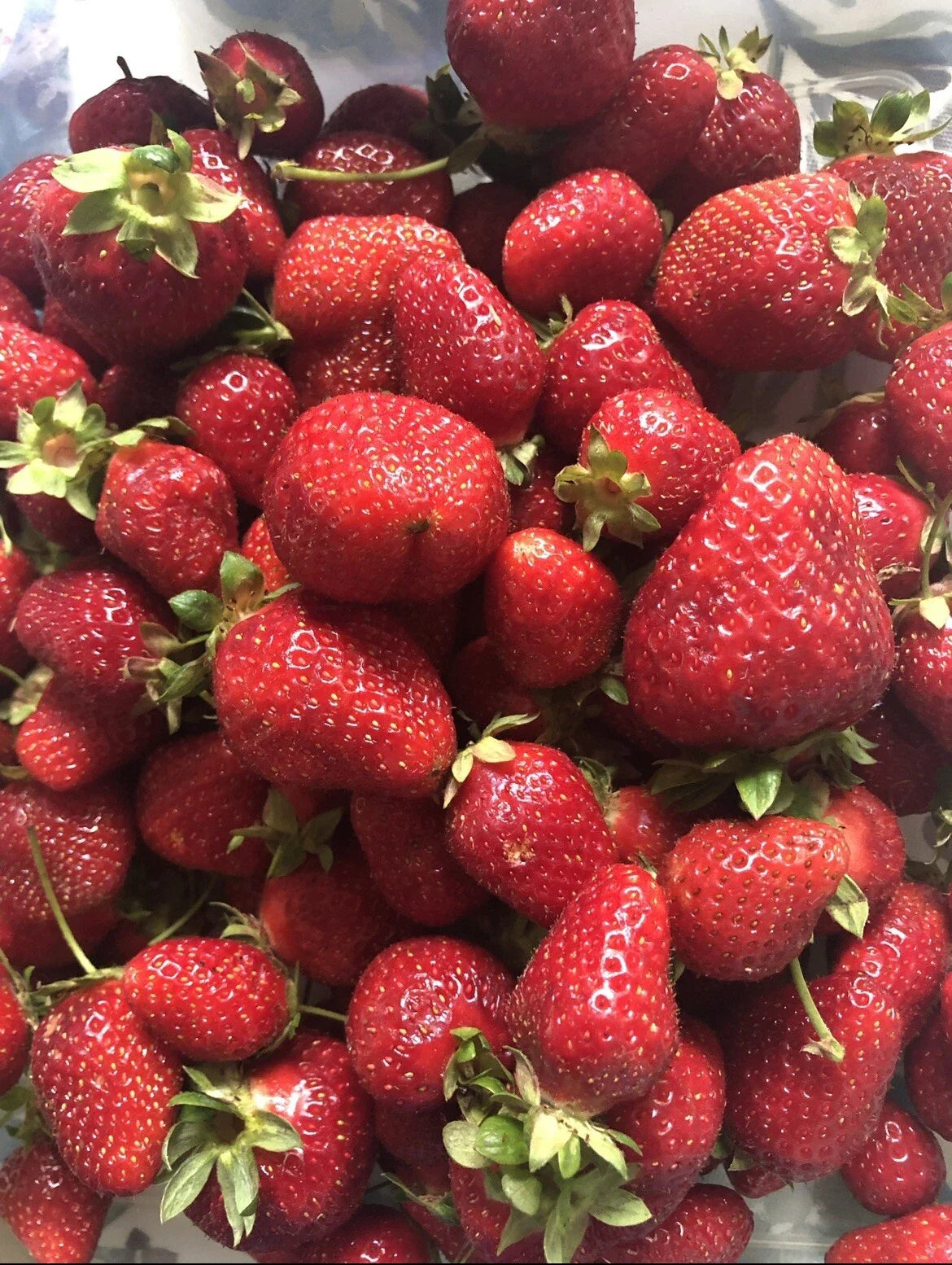 Strawberry Seeds - Organic Sweet Non-GMO Berry - Homegrown Edible Garden - Fragaria × ananassa - USA