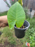 Colocasia gigantea Thailand Giant Plant Pot - Thai Elephant Ear - Huge Organic - Indoor/Outdoor - USA Grown