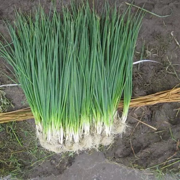 White Lisbon Bunching Onion Seeds, Heirloom Scallions, NON-GMO, 100+ Seeds, Allium fistulosum
