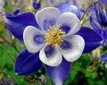 Columbine Seeds - 50 Bright Blue & White Perennial Flower Seeds - Aquilegia canadensis - US Seller