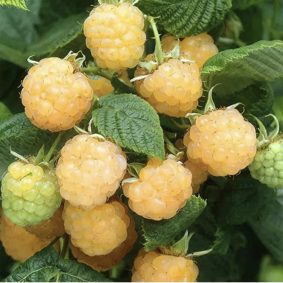 Golden Raspberry Seeds - 50 Pack - Edible Berry Garden Vine - Rubus idaeus