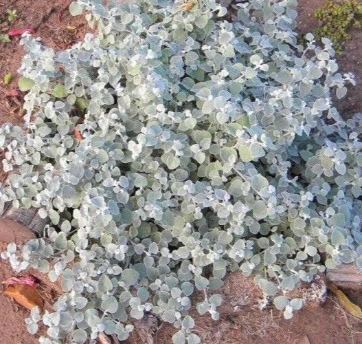 Helichrysum Silver Mist Multi Pelleted Seed - Drought Tolerant Flower Seeds for Gardens, Helichrysum bracteatum