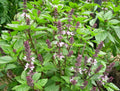 Anise Persian Basil Seeds - 1000 Count - Ocimum basilicum - Black Licorice Flavor Herb
